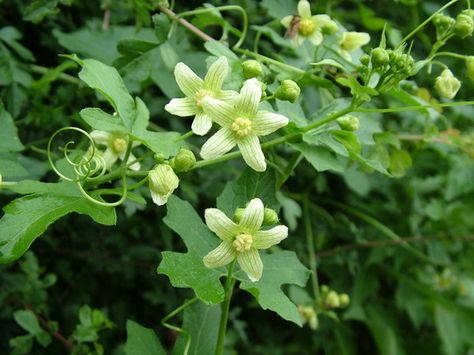 Bryonia Alba, Vial Of Poison, Butterfly Mood Board, Wild Flowers Uk, Cottingley Fairies, Plant Spirits, Poison Plants, Deadly Plants, Witch's Garden