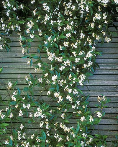 Trachelospermum jasminoides, highly scented evergreen climber, red hues in autumn Groundcover Plants, Evergreen Climbers, Trachelospermum Jasminoides, Recipes For The Whole Family, Star Jasmine, Garden Vines, White Jasmine, Number 11, Moon Garden