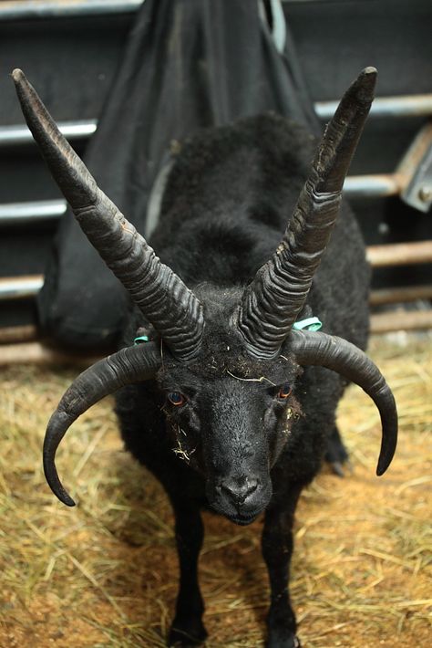 Manus - Hebridean Baphomet Pfp, Baphomet Goat, Jacob Sheep, Animals With Horns, Black Phillip, Black Goat, Goat Horns, Sheep Breeds, Interesting Animals