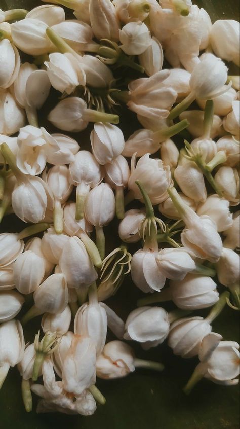 Arabian Jasmine Flower Aesthetic, Jasmine Art Flower, White Jasmine Flower Aesthetic, Jasmine Wallpaper Flower, Jasmine Astethic, Jasmine Tea Aesthetic, Jasmine Flower Aesthetic Vintage, Jasmine Flower Aesthetic Wallpaper, Gayatri Core