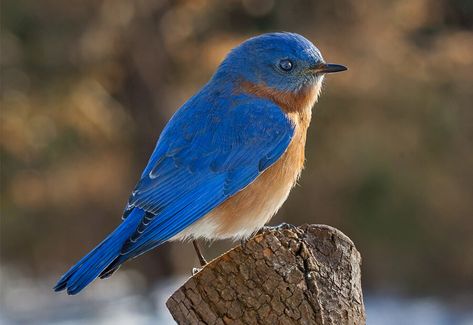 Blue Sparrow, Quick Meditation, Eastern Bluebird, Nature Hikes, Blue Birds, Nature Center, Nesting Boxes, Bird Garden, Bird Species