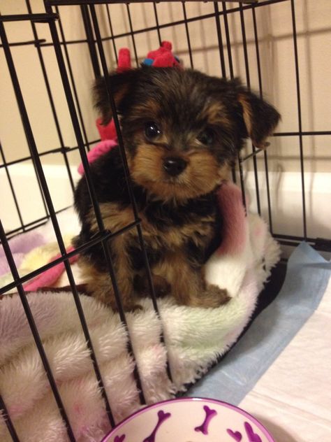 Puppies Yorkie, Baby Yorkie, Cute Fluffy Puppies, Teacup Yorkie Puppy, Cute Small Dogs, Puppy Mom, Dog Mommy, Very Cute Puppies, Really Cute Puppies