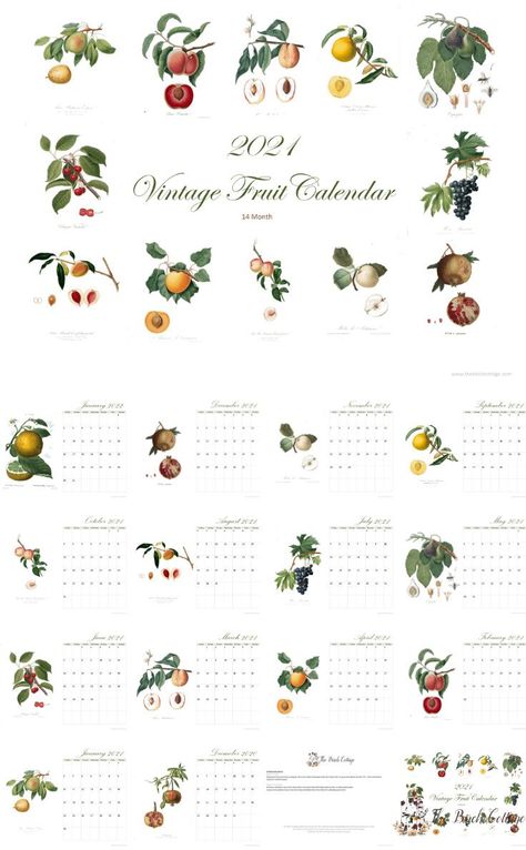 2021 Printable Monthly Calendar with Vintage Fruit Illustrations. Download this free printable wall calendar from The Birch Cottage. Free Printable Monthly Calendar, Thanksgiving Prints, Organization Goals, Calendar Vintage, Amazing Crafts, Monthly Calendars, Labels Printables Free, Botanical Illustration Vintage, Vintage Fruit