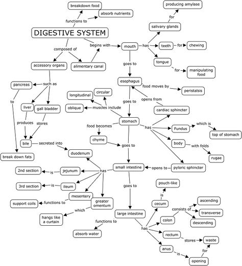 answer key Concept Maps, Digestive System Anatomy Notes, Digestive System Mind Map, Biology Notes Aesthetic Digestive System, Biology Concept Map, Biology Digestive System Notes, Digestive System Flow Chart, Concept Map Medicine, Digestion And Absorption Mind Map