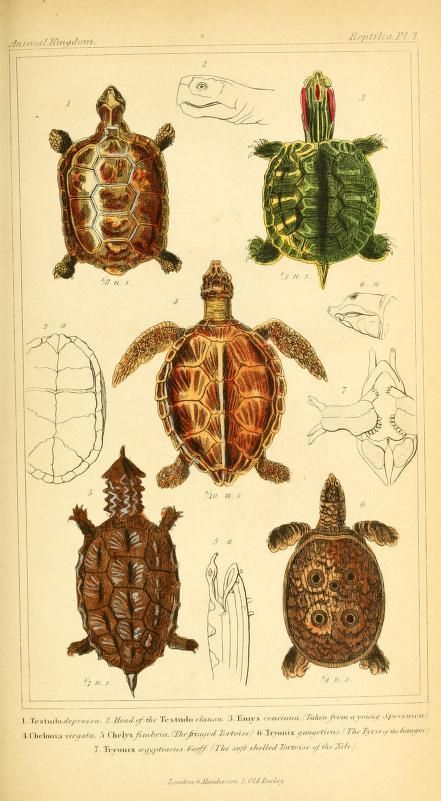 v.2 plates - The animal kingdom, arranged according to its organization, serving as a foundation for the natural history of animals : - Biodiversity Heritage Library Fauna Illustration, Scientific Drawing, Science Illustration, Illustration Botanique, Scientific Illustration, Botanical Drawings, Arte Animal, Zoology, Nature Illustration