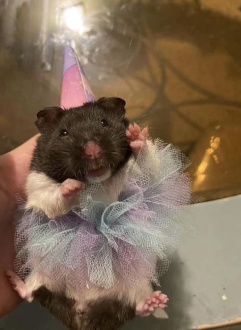 Hamster Outfits, Rat Princess, Hamster With Clothes, Hamster Costume, Hamster Clothes, Hamsters In Costumes, Animal Dress Up, Birthday Memes, Slay Outfits