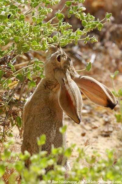 A Black-Tailed Jackrabbit feeds on desert plants, Mojave Desert, California Lepus californicus Wild Bunnies, American Desert, Rabbit Feeding, Wild Hare, Nature Aesthetics, Desert Animals, Desert Photography, Desert Flowers, Jack Rabbit