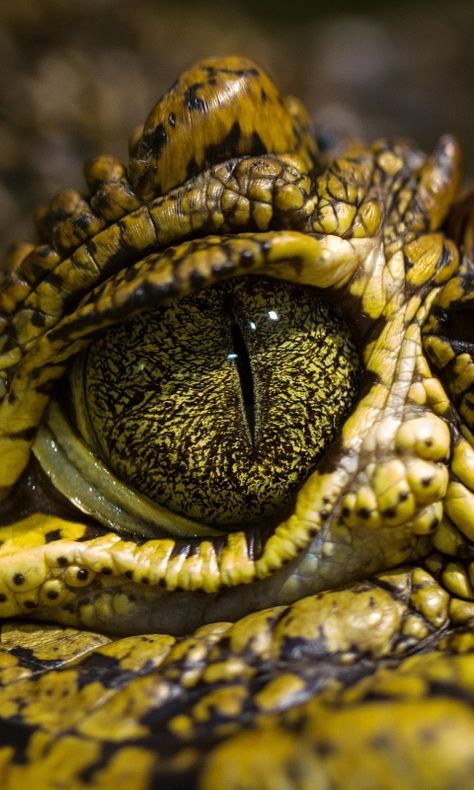 Crocodile Eyes, Reptile Eye, Regard Animal, Regnul Animal, Eye Close Up, Monster Eyes, Eyes Wallpaper, Animated Animals, Hd Background