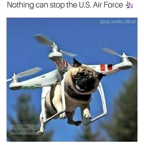 52 Fun Memes and Pictures to Help Fill That Void in Your Life - Funny Gallery Flying Pug, A Pug, Pug Puppies, Pug Lover, Cute Pugs, Pug Love, Welcome To, Pug Life, Pug Dog