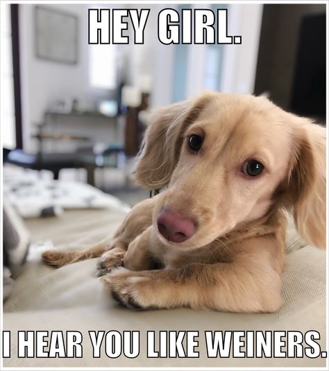 14 Funny Dachshund Memes That Will Make You Laugh! | PetPress Dachshund Meme, Dachshund Quotes, Doxie Puppies, Weenie Dog, Dachshund Funny, Dog Meme, Dachshund Shirt, Funny Dog Memes, Funny Dachshund