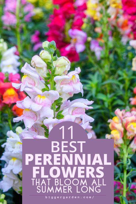 Revitalize your garden with our expert picks of 11 perennial flowers designed to bloom non-stop all summer long. Whether you're a seasoned gardener or just starting out, these timeless beauties will add charm and color to any landscape. Click here to discover the secret to a summer garden that never fades and follow us for more gardening inspiration! Flower Picking Garden Design, Late Summer Blooming Flowers, Late Summer Blooming Perennials, Perennial Cut Flower Garden, Perennial Flowers That Bloom All Summer, Flowers That Bloom All Summer, Longest Blooming Perennials, Container Perennials, Perineal Flowers