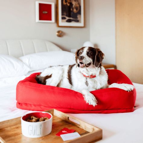 Grand Pupp Hotel, Hotel For Dogs, Pets Hotel, Luxury Dog Hotel Pet Resort, Hotel Pet, Hotels Around The World, Dog Friendly Hotels, Dog Hotel, Pet Hotel