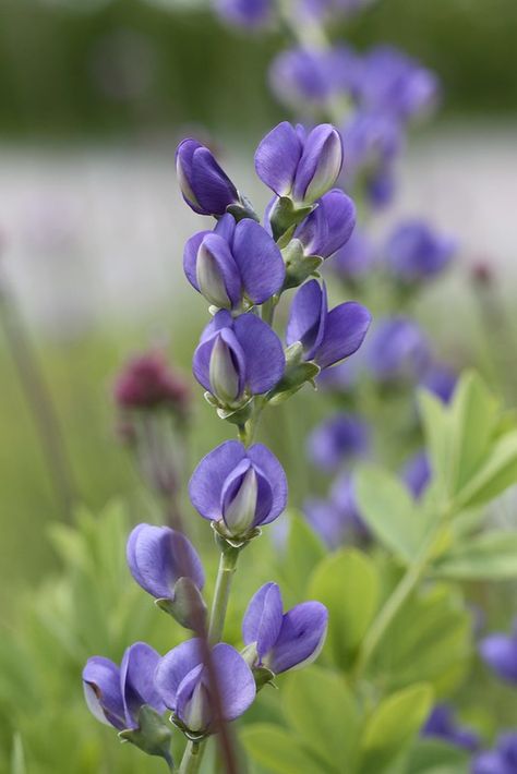 Baptisia australis, Blue False Indigo | seedmoney1 | Flickr Blue False Indigo, False Indigo Plant, Indigo Flowers, False Indigo, Baptisia Australis, 2024 Tattoo, Nature Reference, Indigo Flower, Indigo Plant