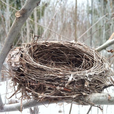 Nest Photography, Birds Nests, Bird Nests, Birds Nest, Sparrow Nest, Mountain Sketch, Nest Art, Egg Nest, House Sparrow