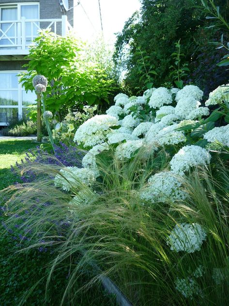 Hydrangea Landscaping, Purple Flowers Garden, Hydrangea Garden, Cottage Garden Plants, Front Landscaping, Planting Hydrangeas, Contemporary Garden, Favorite Flower, Home Landscaping