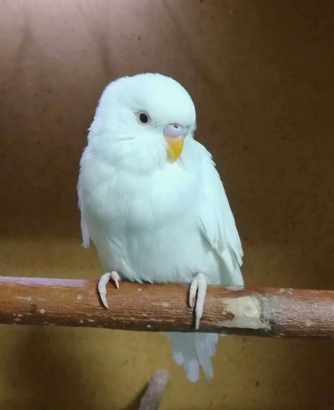 Albino baby Albino Budgie, White Budgie, Budgies Bird, White Animals, Animal Reference, All Birds, Pretty Birds, Bird Feathers, Birdy