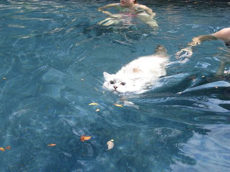 Ragdoll Cats Swimming  http://www.floppycats.com/ragdoll-cats-swimming.html Cat Swimming, Swimming Cats, Ragdoll Cats, Ragdoll Cat, Cat Aesthetic, Silly Cats, Pretty Cats, 귀여운 동물, White Cat