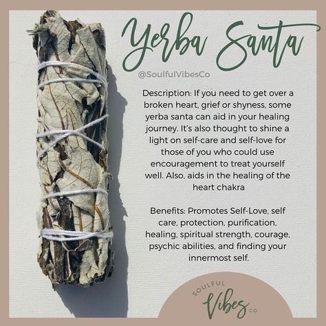 Spiritual Shop on Instagram: “For growth, empowerment, and healing, Yerba Santa is the one! Double tap to welcome in the vibes!⁠ -⁠ This herb is purifying and cleanses…” Yerba Santa Benefits, Yerba Santa Smudge Benefits, Yerba Santa Smudge, Crystals Energy, Yerba Santa, Witch Herbs, Sage Smudging, Spiritual Cleansing, Herbal Magic