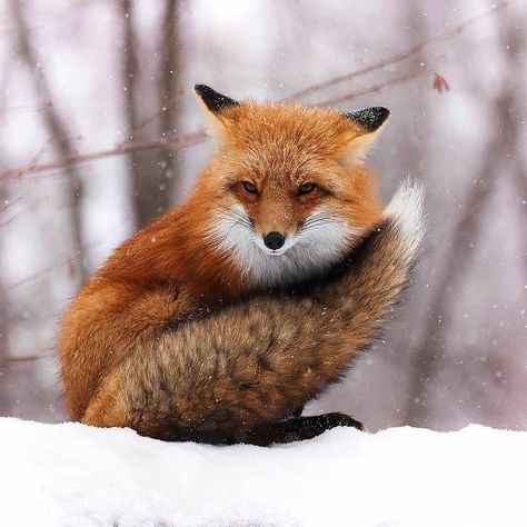 James_the_fox on Instagram: “For more ✨ ---- . by @fox.dailylove . #foxs #vulpesvulpes #vulpes #fox #foxkit #foxesofinstagram #redfox #arcticfox #foxes #foxdaily…”