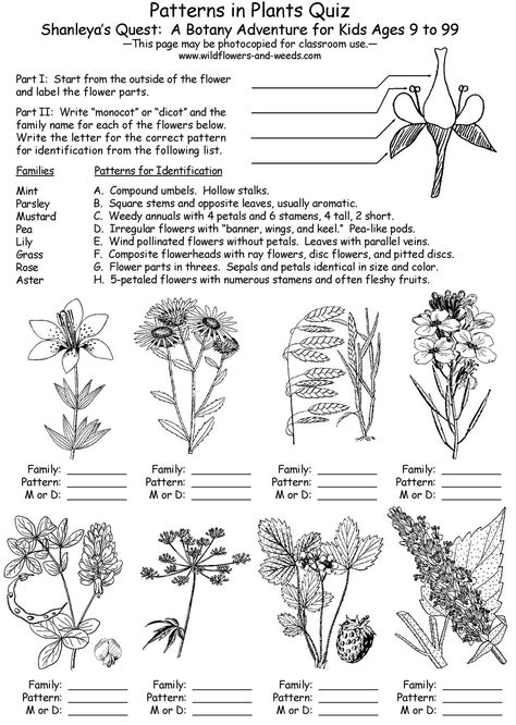 Outdoor Skills Curriculum Guide: Lesson Plans: Science: Biology: Botany: Patterns in Plants with Shanleya's Quest. Botany Lessons, Special Education Worksheets, Biology Plants, Plants Worksheets, Dichotomous Key, Biology Worksheet, Flower Identification, High School Biology, Ap Biology