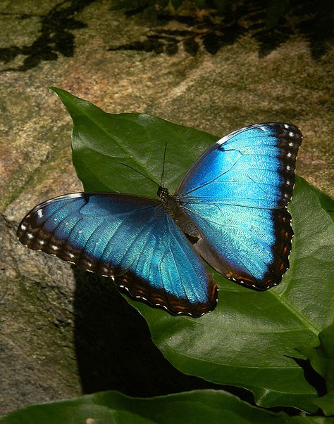 Spotlight On Wildlife: Morpho Butterfly Blue Morpho Butterfly Aesthetic, Blue Butterfly Meaning, Morpho Azul, Butterfly Meaning, Marauders Dr, Forest Camp, Beautiful Butterfly Photography, Blue Morpho Butterfly, Morpho Butterfly