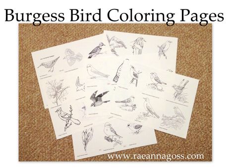 While planning and working on preparations for Year 1 Ambleside ,  I have found some amazing resources for study guides.  Unfortunately,  ... Science Unit Studies, Homeschool Nature Study, Bird Coloring, Charlotte Mason Homeschool, Homeschool Projects, Nature School, Homeschool Inspiration, Bird Coloring Pages, Animal Study