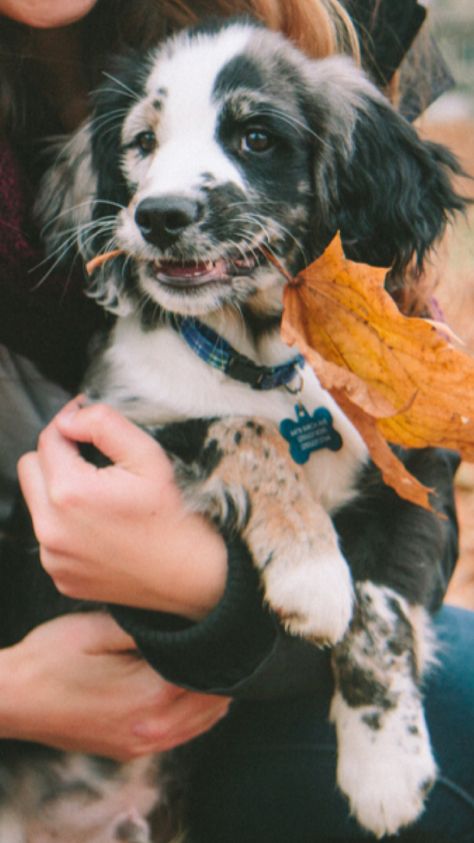 Benz, cocker spaniel/golden retriever #dog #puppy #cockerspaniel #goldenretrievers #mixedbabies Cocker Spaniel Golden, Puppies Golden Retriever, Golden Cocker Retriever, Golden Retriever Facts, Golden Retriever Training, Hey Cutie, Golden Retriever Rescue, Train Your Puppy, Spaniel Puppies