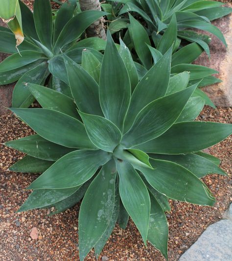 Agave attenuata Brownstone Backyard, Foxtail Agave, Dream Landscaping, Agave Attenuata, Hill Garden, Dream Landscape, Garden On A Hill, Miniature Plants, Plant Wallpaper