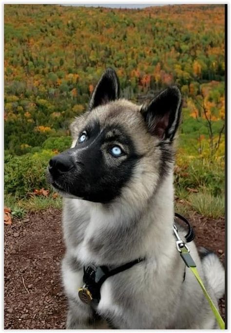 Canine Odyssey Morphs, Serbian Husky, Agouti Siberian Husky, Canine Odyssey, Agouti Husky, Husky Eyes, Dogs Eyes, Husky Colors, Spitz Breeds