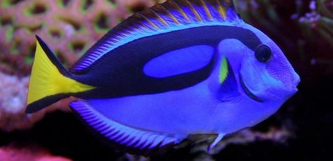 Want a Dory Look Alike Fish? This Is the Perfect Tank Addition ... Blue Tang Fish, Saltwater Aquarium Fish, Koi Fish Drawing, Blue Tang, Fauna Marina, Salt Water Fish, Sea Life Art, Saltwater Fish, Beautiful Sea Creatures