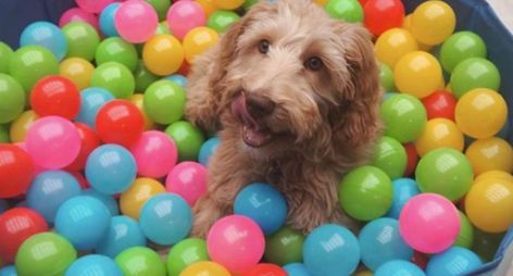 Dog Ball Pit, Ball Pit For Dogs, Puppy Binder, Diy Ball Pit, Dog Play Area, Pit Dog, Ball Pits, Spoiled Pets, Colorful Hairstyles