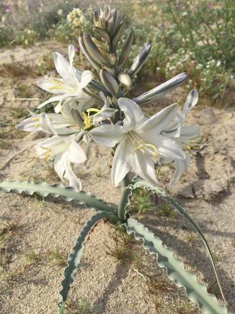 Desert Lily (hesperocallis undulata) in Anza borrego, California. Looks like it’s made of wax. Desert Lily, Form Board, Anza Borrego, Native Flowers, Desert Plants, Dungeons And Dragons, Beautiful Flowers, Wild Flowers, Wax