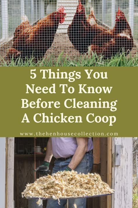 Chicken Coop Bedding, Inside Chicken Coop, Small Chicken Coops, Best Egg Laying Chickens, Chicken Poop, Clean Chicken, Portable Chicken Coop, Egg Laying Chickens, Chicken Pen