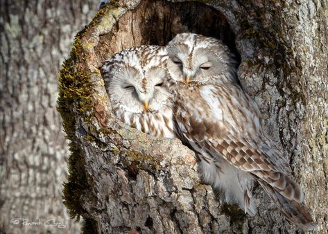 Ural Owl, Owl Couple, Awesome Owls, Hokkaido Japan, Owl Photos, Owl Pictures, Gray Owl, Beautiful Owl, Owl Lovers