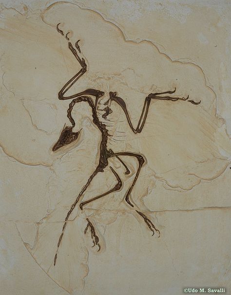 Archaeopteryx - I would love to get this as a tattoo! Cool Fossils, Small Fossil Tattoo, Dino Fossil Tattoo, Archeopteryks Tattoo, Fossil Tattoo Dinosaur, Neolithic Tattoo, Anomalocaris Tattoo, Paleontology Tattoo, Dinosaur Bones Tattoo