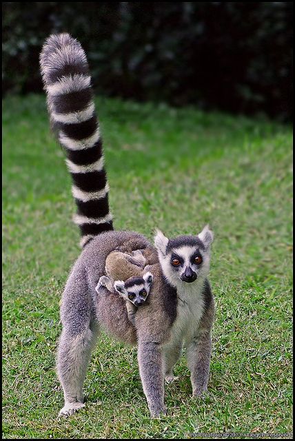 Lemur mother and baby Streetwear Apparel, Ootd Photography, Designer Tshirt, Lifestyle Women, Shopping Design, Model Streetstyle, Primates, Animals Of The World, Sweet Animals