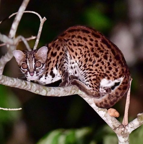 Sunda Leopard Cat, Wild Cat Breeds, Cat Hunting, Asian Nature, Pallas's Cat, Cat Species, Leopard Cat, Animal References, The Philippines