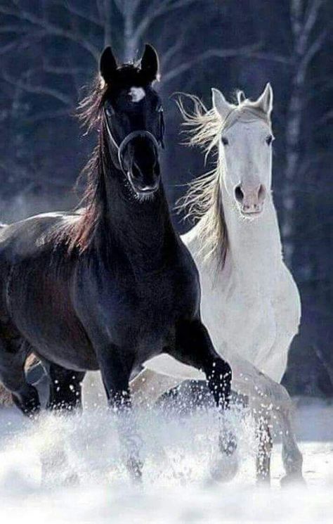 Cavalli bellissimi. Black And White Horses, Running In The Snow, Era Victoria, Cute Horse Pictures, Beautiful Horse Pictures, Beautiful Arabian Horses, Horse Wallpaper, Most Beautiful Horses, Majestic Horse