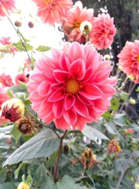 http://destyy.com/egEaDx Dahlia, Flowers