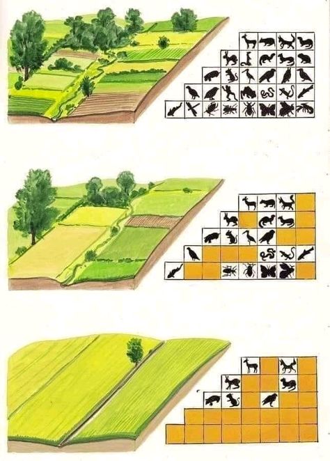 Protein Products, Landscape Diagram, Human Interest, Growing Greens, Permaculture Gardening, Permaculture Design, Rural Landscape, Permaculture, Horticulture