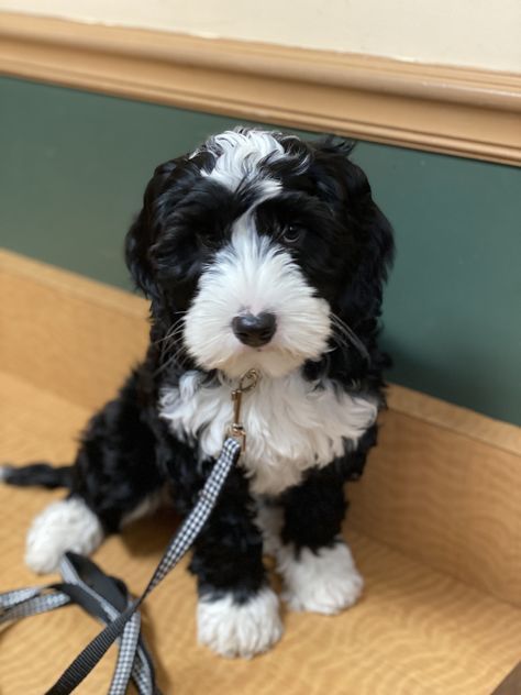 Black and White Australian Labradoodle Black And White Aussiedoodle, Labradoodle Black And White, Black And White Doodle Dog, Black And White Labradoodle, Black And White Bernedoodle, Goldendoodle Black And White, Black And White Goldendoodle, Labradoodle Retriever, Labradoodle Full Grown