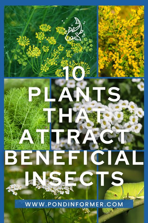 Explore a diverse selection of 10 plants that naturally attract beneficial insects to your garden, fostering a thriving ecosystem with abundant flowers and variety. #PondInformer #BeneficialInsects #GardenBiodiversity Mammoth Sunflower, Easy Herbs To Grow, Edible Seeds, Attracting Beneficial Insects, Best Flowers, Beneficial Insects, Cool Plants, Ecosystem, Dream Garden