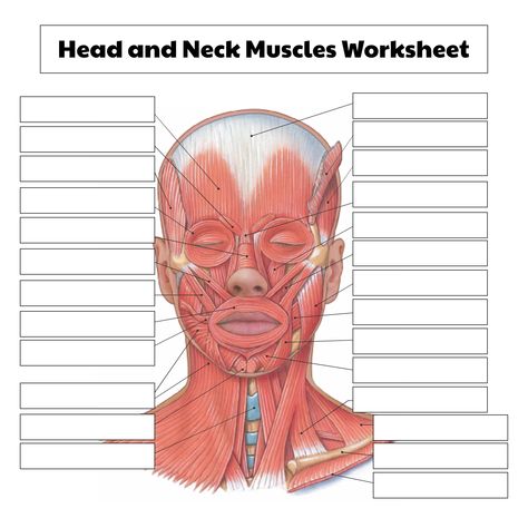 Muscles Of The Face Anatomy, Face And Neck Muscles Anatomy, Head And Neck Muscles Anatomy, Muscular System Anatomy Worksheet, Muscle Anatomy Study, Bone And Muscle Anatomy, Head Muscles Anatomy, Muscle Doodle, Muscular System Worksheet