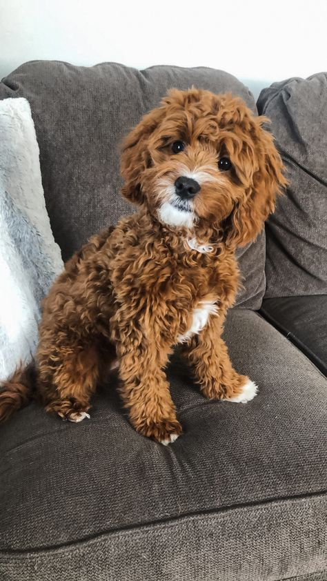 Cavapoo Red And White, Toy Cavoodle Full Grown, Toy Cavapoo Full Grown, Cavapoochon Full Grown, Red Cavapoo Full Grown, Cavapoo Puppies Full Grown, Cavoodle Fully Grown, Teddy Bear Cut Cavapoo, Cavapoo Grooming Styles