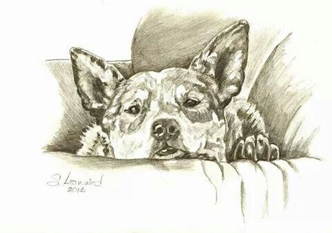 Blue Heeler pencil art Red Heeler Tattoo, Cattle Dogs Rule, Pitbull Art, Blue Heelers, Blue Heeler Dogs, Red Heeler, Cattle Dogs, Australian Cattle Dogs, Canine Art