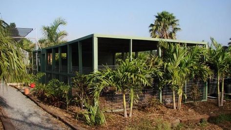 Hot Weather Coops Hot Weather Chicken Coop, Hot Climate Chicken Coop, Duck Coop, Real Animals, Coop Design, Chicken Coop Designs, North Florida, Chicken Runs, Chicken Coop