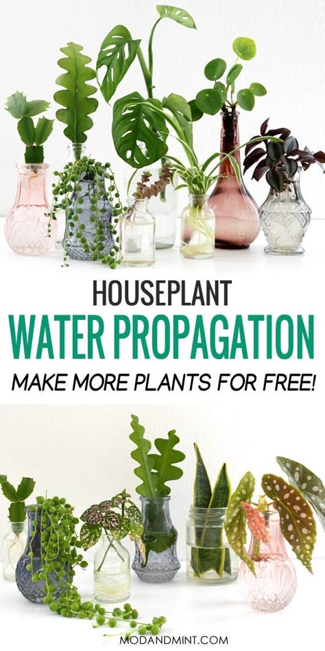 Plants Grown In Water, Water Propagation, Propagate Plants, نباتات منزلية, Household Plants, Plant Hacks, Inside Plants, Indoor Plant Care, Hydroponic Gardening