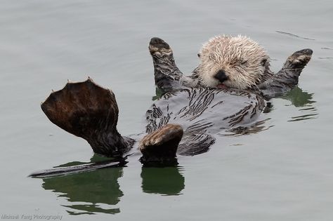 Sea Otter Raft by Michael Yang Photography Atla Aesthetic, Baby Sea Otters, Significant Otter, Otter Love, Sea Otters, Sea Otter, Sea Lion, Marine Animals, Ocean Animals