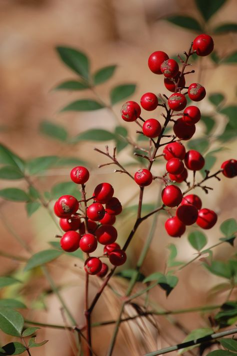 Red Berries Aesthetic, Berries Photography, Forest Berries, Fall Berries, Autumn Berries, Berry Branch, Holiday Berries, Botanical Sketchbook, Winter Berry