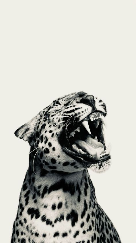 Leaped Print Wallpaper, Snow Leopard Wallpaper, Panther Wallpaper, Cheetah Pictures, Leopard Poster, Glamour Wallpaper, Cheetah Wallpaper, Black And White Effect, Beautiful Summer Wallpaper